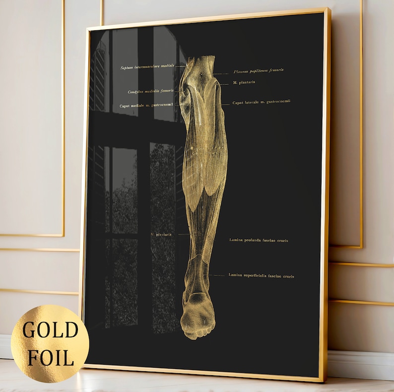 6 Gold Anatomy Art Musculoskeletal System Poster Medical Art Muscle ...