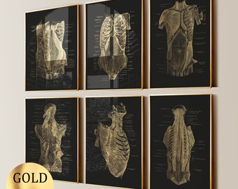 6 gouden anatomie posters spierstelsel print medische kunst anterior torso spier diagram massage kliniek decor dokter cadeau goudfolie print