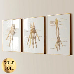 3 Hand Anatomy Art Orthopedic Poster Medical Art Skeletal System Diagram Surgeon Gift Clinic Wall Decor Gold Foil Print