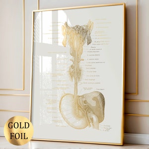 Op de afbeelding: Een ingelijste anatomische print met een goudfolie illustratie van het menselijk spijsverteringsstelsel op een lichte achtergrond. Het kunstwerk toont gedetailleerde medische labels in het Latijn, met de slokdarm, maag en lever in goudlijnen.