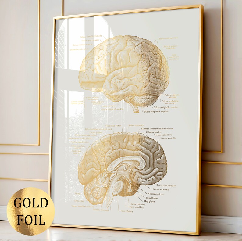 6 Central Nervous System Anatomy Posters Brain Anatomy Print Spinal ...