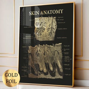May include: A framed print with a gold foil illustration of skin anatomy on a black background. The print shows labeled diagrams of skin layers and structures, with the text "SKIN ANATOMY" at the top. The frame is gold.
