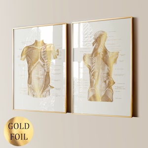 Musculoskeletal Anatomy Art Human Muscular System Poster Body Diagram Print Medical Art Massage Clinic Decor Surgeon Gift Physiotherapist