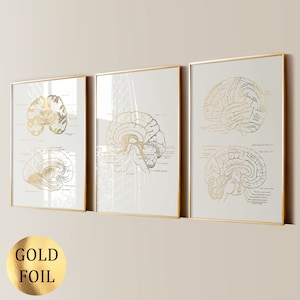 May include: Three framed wall art prints featuring gold foil anatomical brain diagrams on a light background. Each print displays detailed cross-sections of the human brain with scientific labels in Latin. The set is presented in thin gold frames.