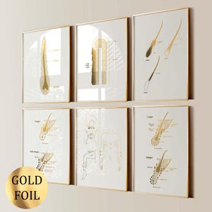 6 Posters haaranatomie Haargroeidiagram Haarstructuurgrafiek Ontharing Schoonheidssalon Decor Esthetische poster Goudfolieprint