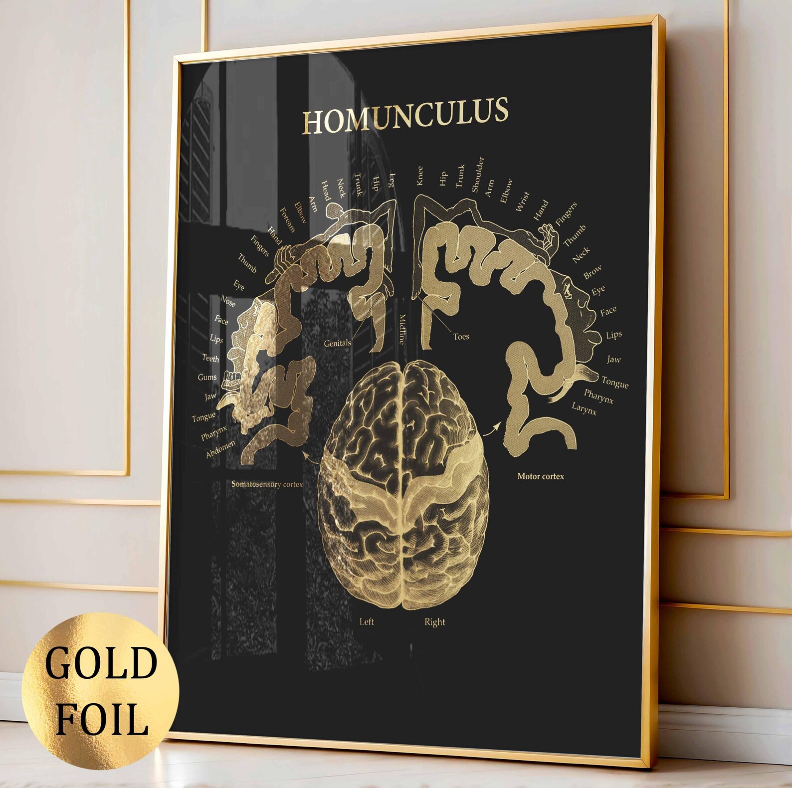 Brain Homunculus Poster Cortical Homunculus Brain Map Print Brain Homunculus Poster Cortical Homunculus Brain Map Print