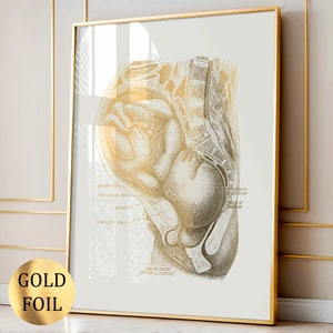 Schwangerschaft Kunst Anatomisch Kunst Fötus im Mutterleib Poster Emporryologie Kunst Fötale Entwicklung Medizinische Kunst Hebamme Geschenk Gynäkologie Geschenk Goldfolie Druck
