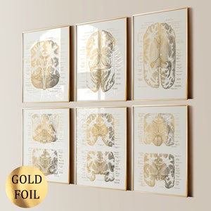 May include: Six framed anatomical brain diagrams with gold foil accents. The illustrations are in shades of gold, beige, and gray, with detailed labeling. The frames are gold, and the overall aesthetic is vintage and educational.