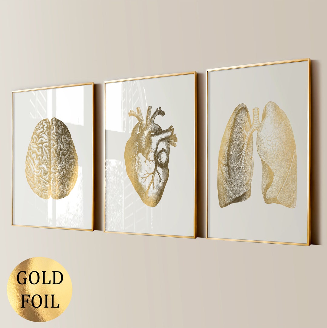 3 Gold Anatomy Prints Doctor Graduation Gift Medical Art Anatomical ...