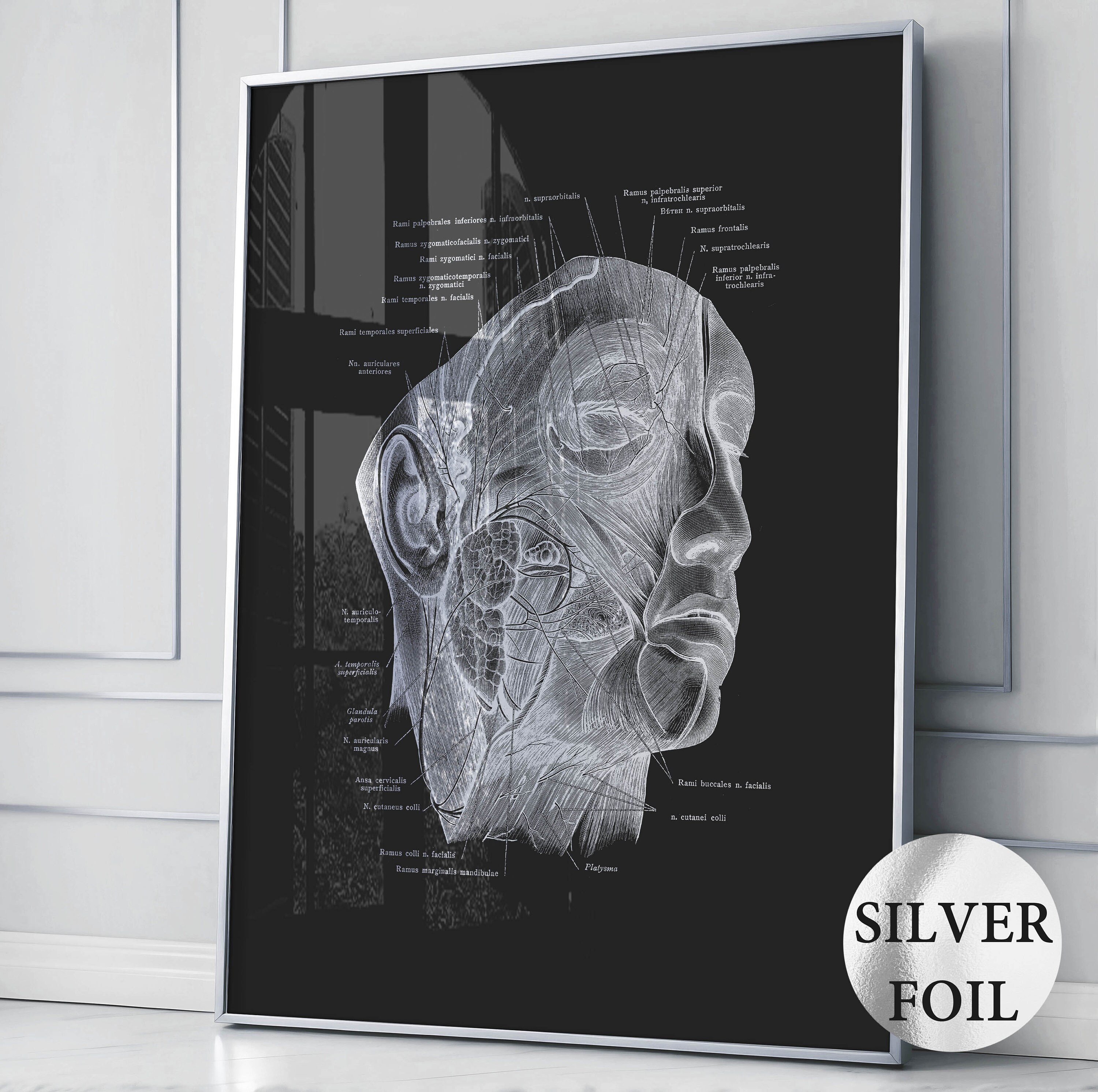 6 Silver Anatomy Art Muscular System Poster Medical Art Labeled Muscle ...