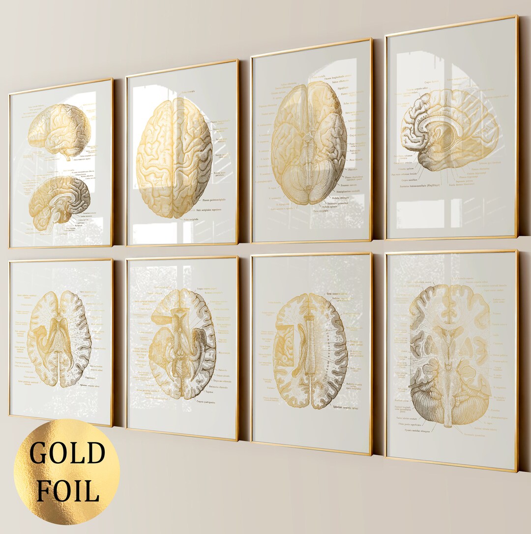 Set 8 Brain Anatomy Art Neurology Art Medical Art Neurosurgery Brain ...