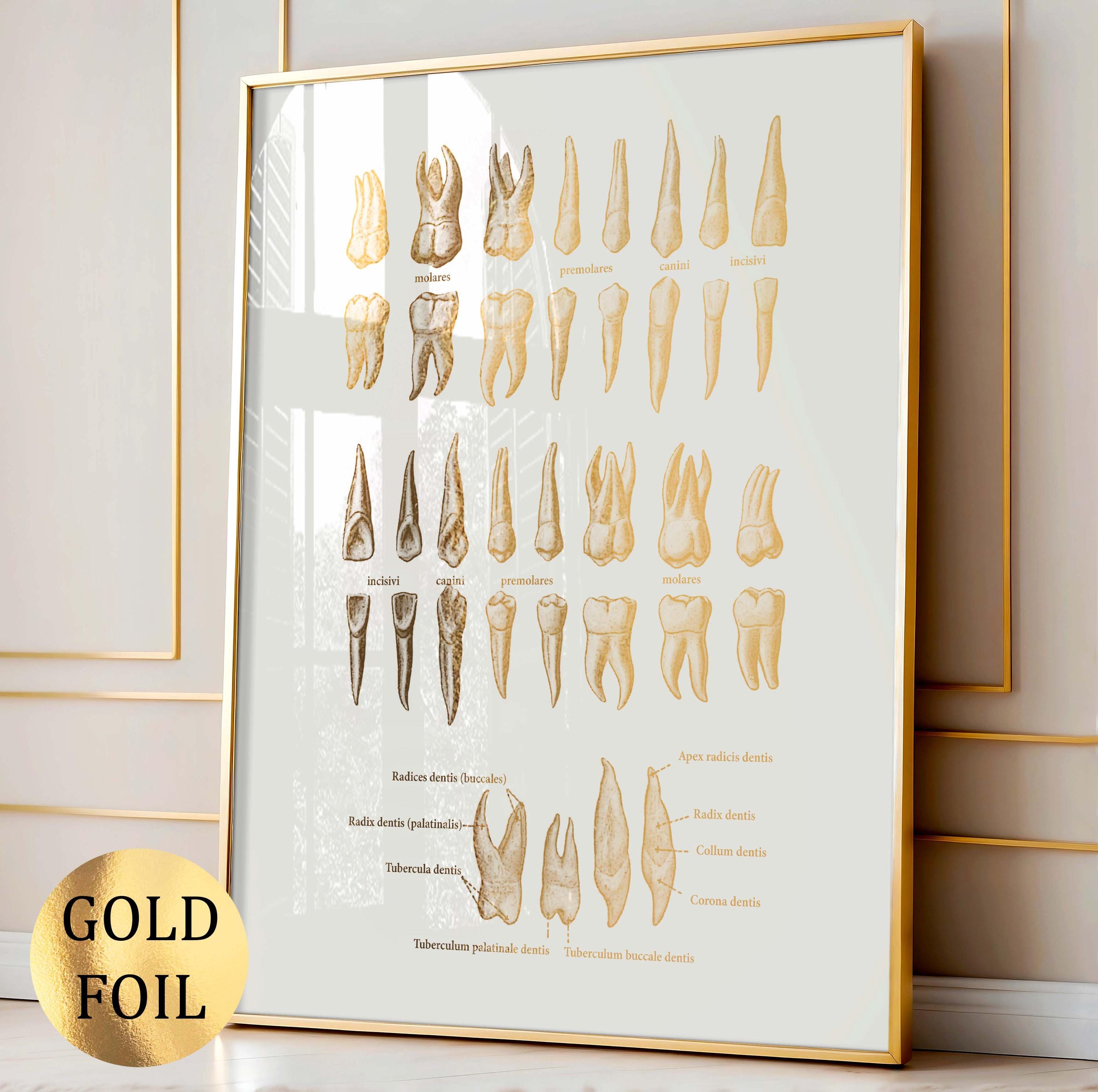 6枚の金歯解剖ポスター 歯科アートプリント 歯の番号図 歯の種類