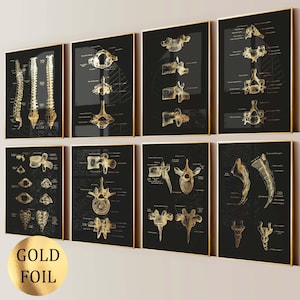 May include: A set of eight rectangular wall art prints featuring gold foil anatomical illustrations of the human spine and vertebrae on black backgrounds. Each print displays detailed bone structures with scientific labels in thin gold text.