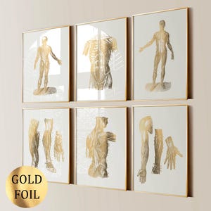 6 Musculoskeletal Anatomy Art Muscular System Poster Medical Art Surgical Art Massage Clinic Decor Physiotherapy Art Gold Foil Print