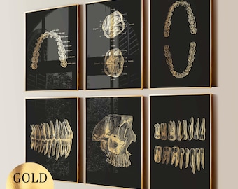 6 Tooth Anatomy Posters, Dentistry Art, Teeth Numbering, Dental Clinic Decor, Dentist Gift, Orthodontist Gift, Gold Foil Print