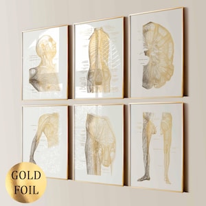 Può includere: Set di sei stampe artistiche anatomiche incorniciate. Ogni stampa presenta dettagli in lamina d'oro dell'anatomia umana su sfondo bianco. Le cornici sono dorate. Il testo "GOLD FOIL" è su un cerchio dorato in basso a sinistra.