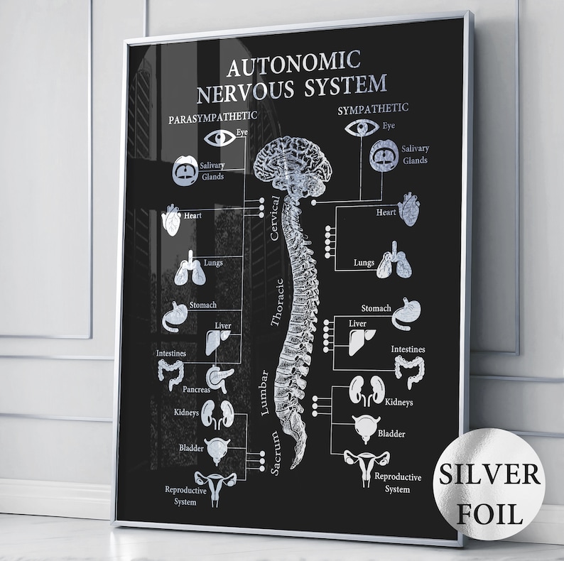 Autonomic Nervous System Print Brain Anatomy Art Neurology Art Medical ...