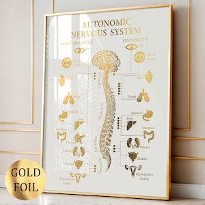 Autonomes Nervensystem Poster Gehirnanatomie-Kunst Anatomisches Diagramm Neurologie-Kunst Medizinische Kunst Neurologe Geschenk Neurowissenschaftler Geschenk Goldfolie