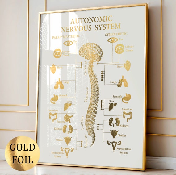 Autonomic Nervous System Poster Brain Anatomy Art Anatomical Chart Neurology Art Medical Art Neurologist Gift Neuroscientist Gift Gold Foil