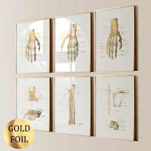 6 Hand Anatomy Posters Palm Bones Diagram Wrist Anatomy Hand Joints Medical Art Limb Anatomy Orthopedic Surgeon Gift Gold Foil Print