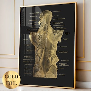 6 Gold Anatomy Art Musculoskeletal System Poster Medical Art Muscle ...