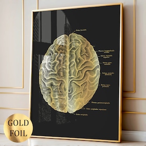 Anatomical Brain Print Anatomy Art Neurology Art Neuroscience Art Medical Art Psychologist Gift Psychotherapist Gift Neuroscientist Gift