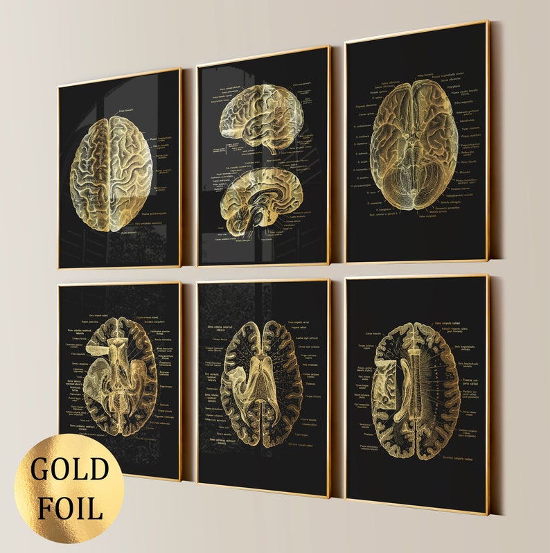 Set 6 Gold Brain Anatomy Art Neuroscience Art Neurology Art Medical Art ...