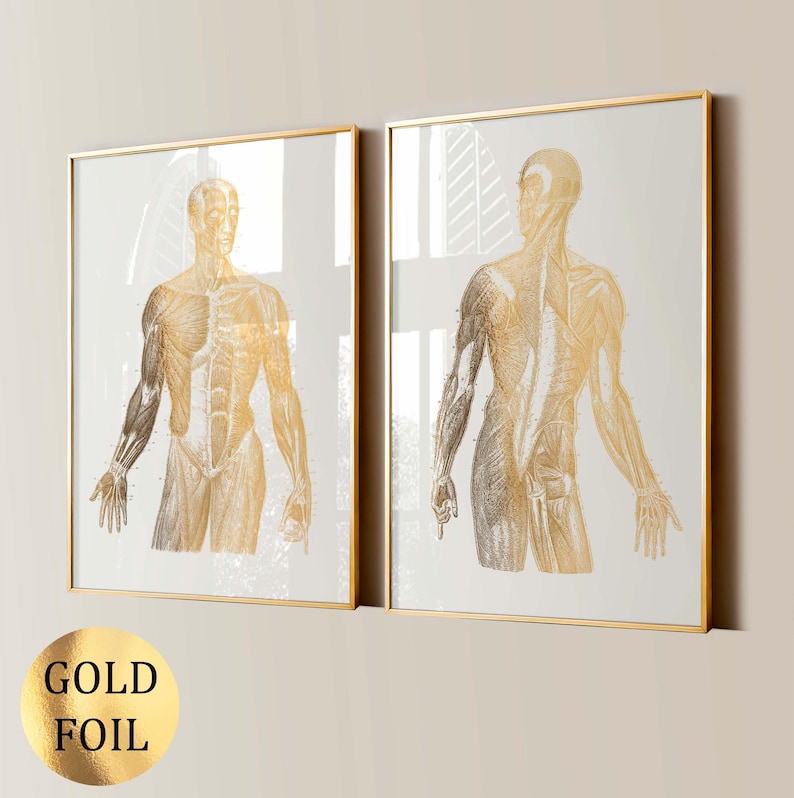 2 Gold Muscles Anatomy Art Muscular System Chart Body Structure Diagram ...