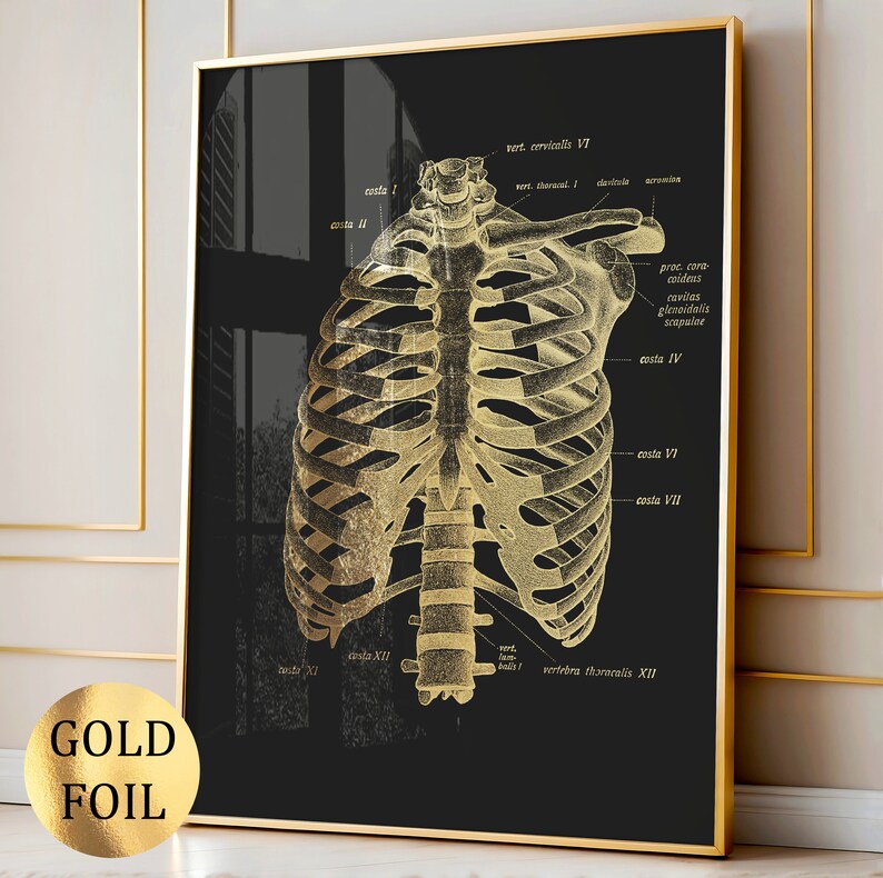 6 Gold Anatomy Art Skeletal System Poster Medical Art Human Skeleton ...