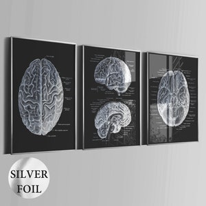 Könnte beinhalten: Ein Set aus drei gerahmten Wandbildern mit detaillierten weißen anatomischen Gehirnillustrationen auf schwarzem Hintergrund. Jeder Druck zeigt wissenschaftliche Beschriftungen auf Latein und stellt verschiedene Ansichten der Gehirnstruktur in Silberfolie dar.