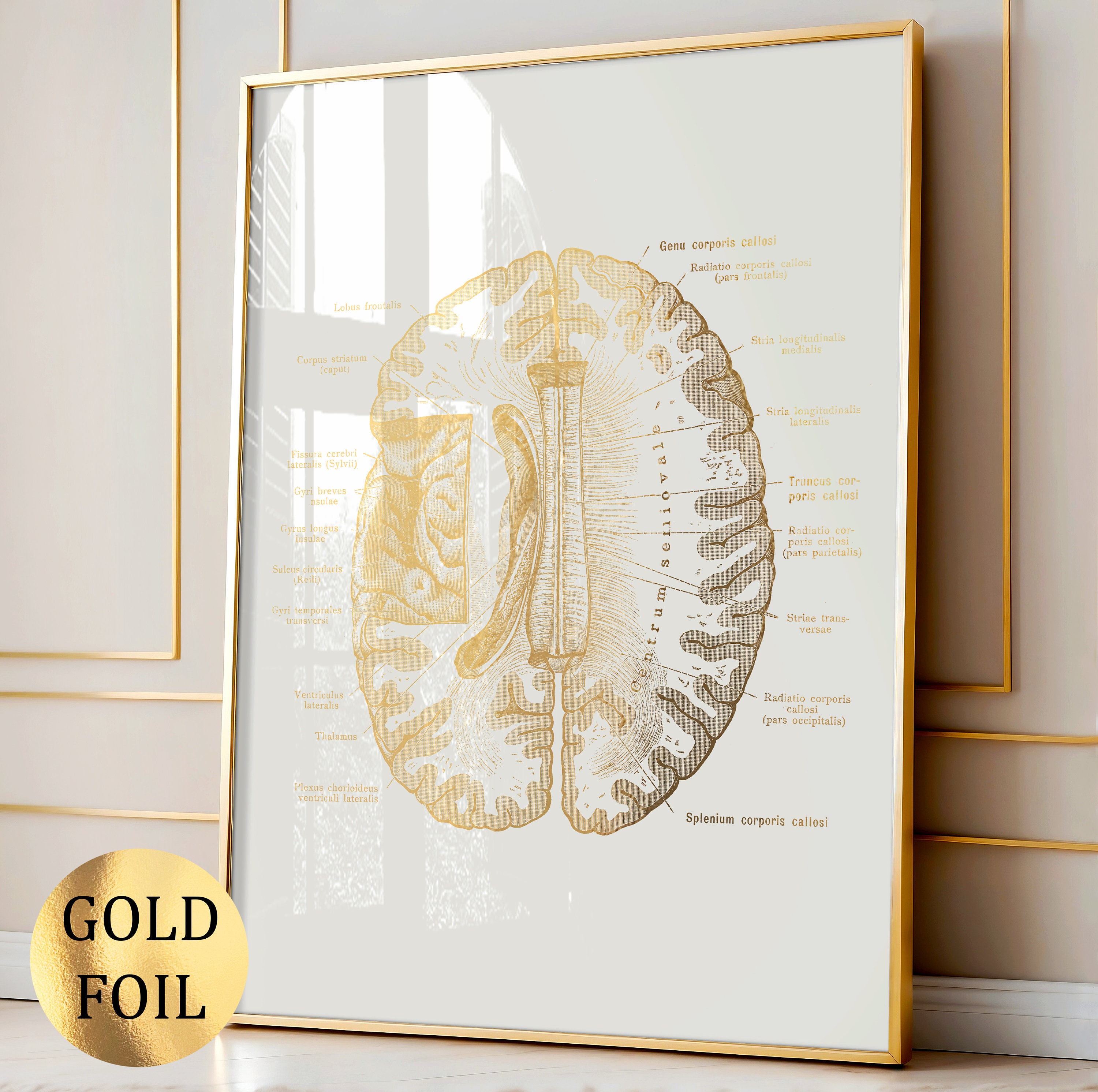 4 Gold Brain Anatomy Posters Medical Art Science Art Neurology Art ...