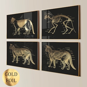Set 4 Cat Anatomy Art Pet Anatomy Feline Anatomy Animal Anatomy Veterinarian Gift Pet Health Art Vet Clinic Wall Decor Gold Foil Print