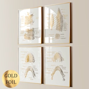 4 poster di anatomia dentale in oro, stampa dei denti, stampa della mascella, arte odontoiatrica, decorazione per clinica dentale, regalo per studio dentistico, ortodontista, stampa in lamina d'oro