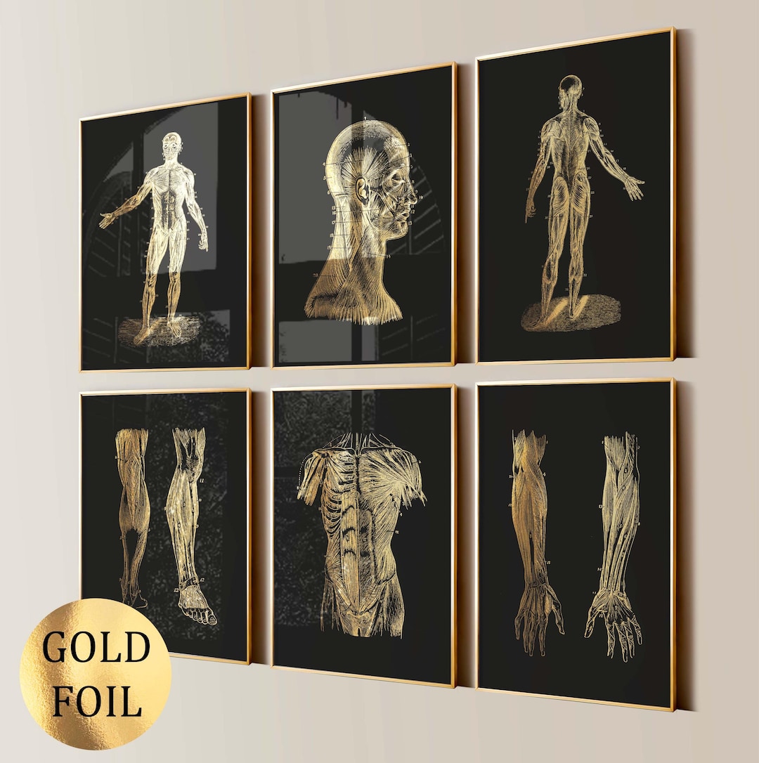 Set 6 Muscular System Anatomy Posters Muscles Types Chart Medical Art ...