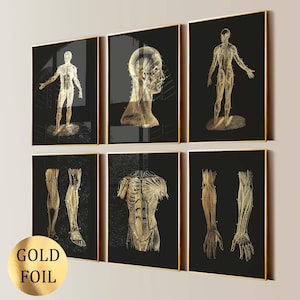 Set 6 Muscular System Anatomy Posters Muscles Types Chart Medical Art Massage Clinic Decor Physiotherapist Gift Gold Foil Print