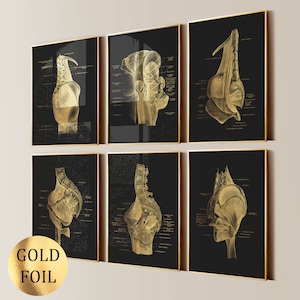 Op de afbeelding: Set van zes zwarte ingelijste prints met gouden anatomische illustraties van het menselijk lichaam. Elke print toont een ander beeld van het menselijk lichaam, met gedetailleerde anatomische labels.