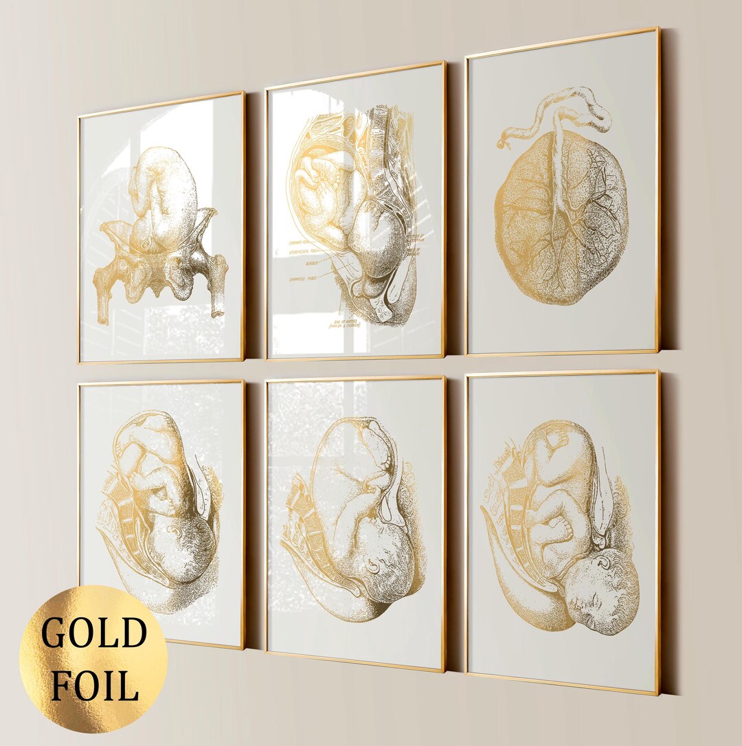 6 Pregnancy Art Anatomy Art Midwife Gift Fetus Art Baby in Womb Obgyn ...
