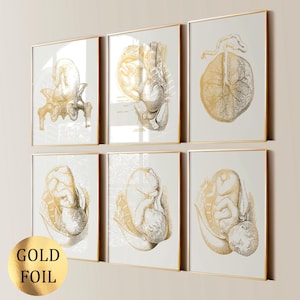 6 Pregnancy Art Anatomy Art Midwife Gift Fetus Art Baby in Womb Obgyn Art Gynaecology Art Obstetrics Art Obstetrician Gift Gold Foil Print