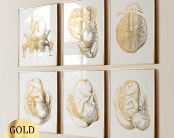 6 Pregnancy Art Anatomy Art Midwife Gift Fetus Art Baby in Womb Obgyn Art Gynaecology Art Obstetrics Art Obstetrician Gift Gold Foil Print
