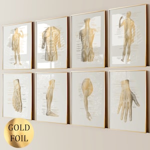 8 Poster con etichetta sull'anatomia muscolare, diagramma del sistema muscoloscheletrico, arte medica, stampa su lamina d'oro per clinica di massaggi