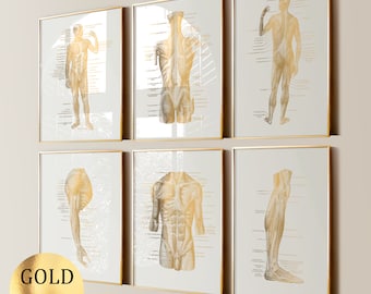 Puede incluir: Conjunto de seis impresiones anatómicas en lámina de oro que representan diferentes partes del cuerpo humano, incluyendo el cuerpo completo, la espalda, los brazos, las piernas y el torso. Las impresiones están enmarcadas en oro.