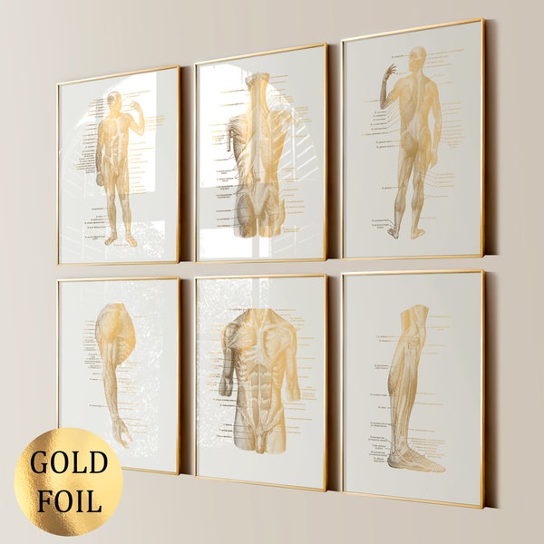 Set 6 Muscle Anatomy Art Muscular System Poster Medical Art Musculoskeletal System Diagram Massage Clinic Wall Art Gold Foil Print