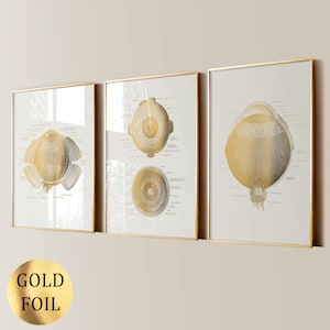 3 Augenanatomie Poster, Goldfolie Druck, Medizinische Kunst, Augenärztin Geschenk, Optiker Büro Wandkunst, Augenklink Dekoration, Optik Geschäft Dekor