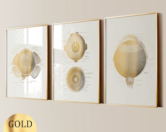 3 Augenanatomie Poster, Goldfolie Druck, Medizinische Kunst, Augenärztin Geschenk, Optiker Büro Wandkunst, Augenklink Dekoration, Optik Geschäft Dekor