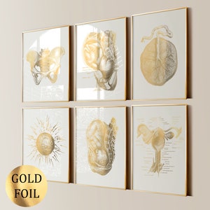 Set 6 Schwangerschaft Kunst Anatomie Kunst weibliche Physiologie Poster Gynäkologie Kunst Geburtshilfe Kunst Hebamme Geschenk Geburtshelfer Geschenk Goldfolie Druck