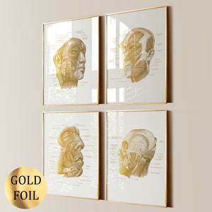 May include: A set of four framed wall art prints featuring detailed anatomical illustrations of the human head and facial muscles in gold foil on a light background. Each print includes scientific labels and lines pointing to specific structures.