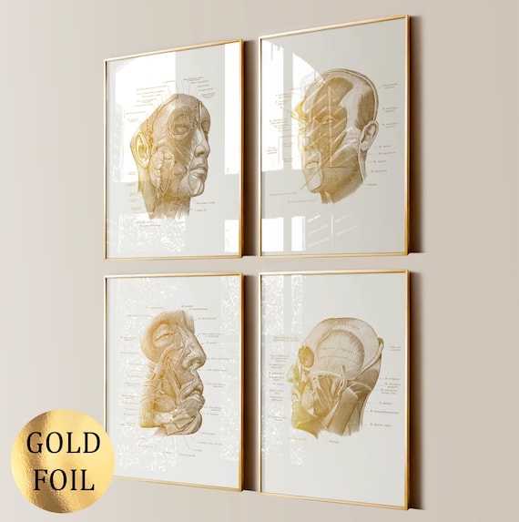 4 Face Anatomy Posters Facial Esthetics Art Facial Muscles Veins Head Diagram Medical Art Plastic Surgeon Gift Esthetisian Gift Gold Foil