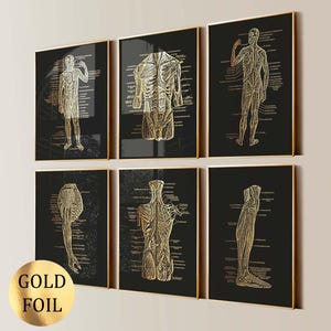Op de afbeelding: Zes ingelijste anatomische kunstdrukken met goudfoliedetails op een zwarte achtergrond. De prints tonen gedetailleerde illustraties van het menselijk lichaam, inclusief spier- en skeletstelsels. Elke print is ingelijst in een gouden lijst.