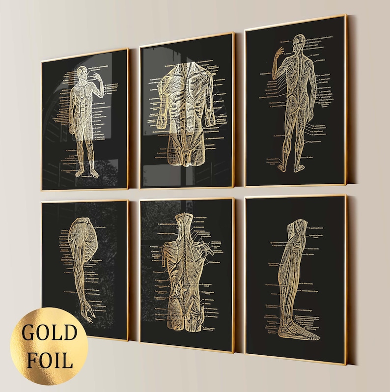 Gold Foil Human Muscular System Art Set of 6 Anatomy Prints Medical ...
