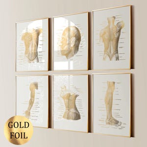 6 Human Anatomy Art Muscular System Poster Gold Anatomy Medical Art Physiotherapy Art Massage Clinic Wall Decor Gold Foil Print